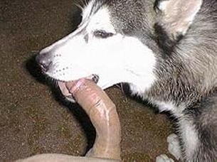 Deepthroat dog Futa Deepthroat